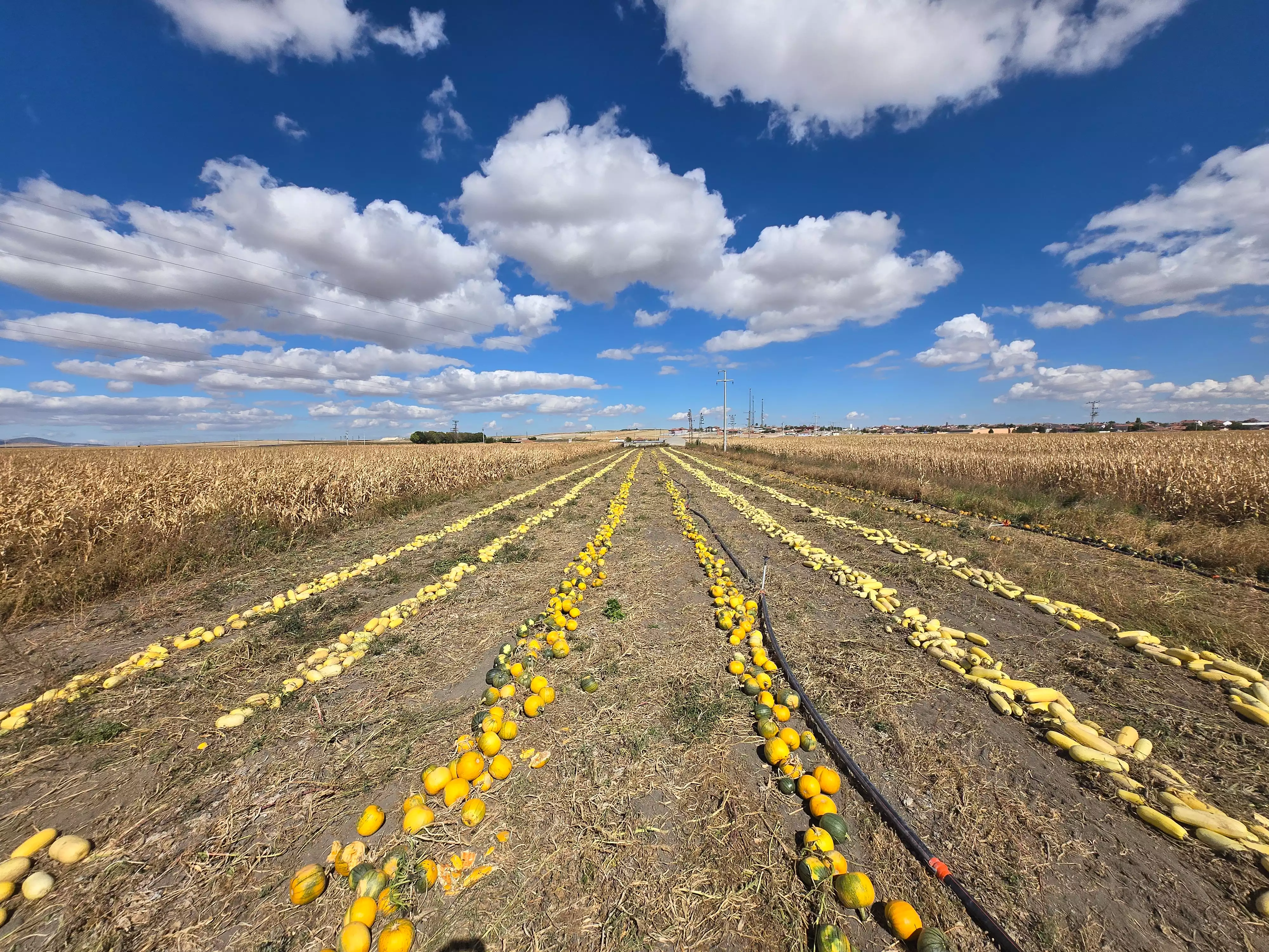 Anadolu Efe Tohumculuk - Tarla ve Uretim