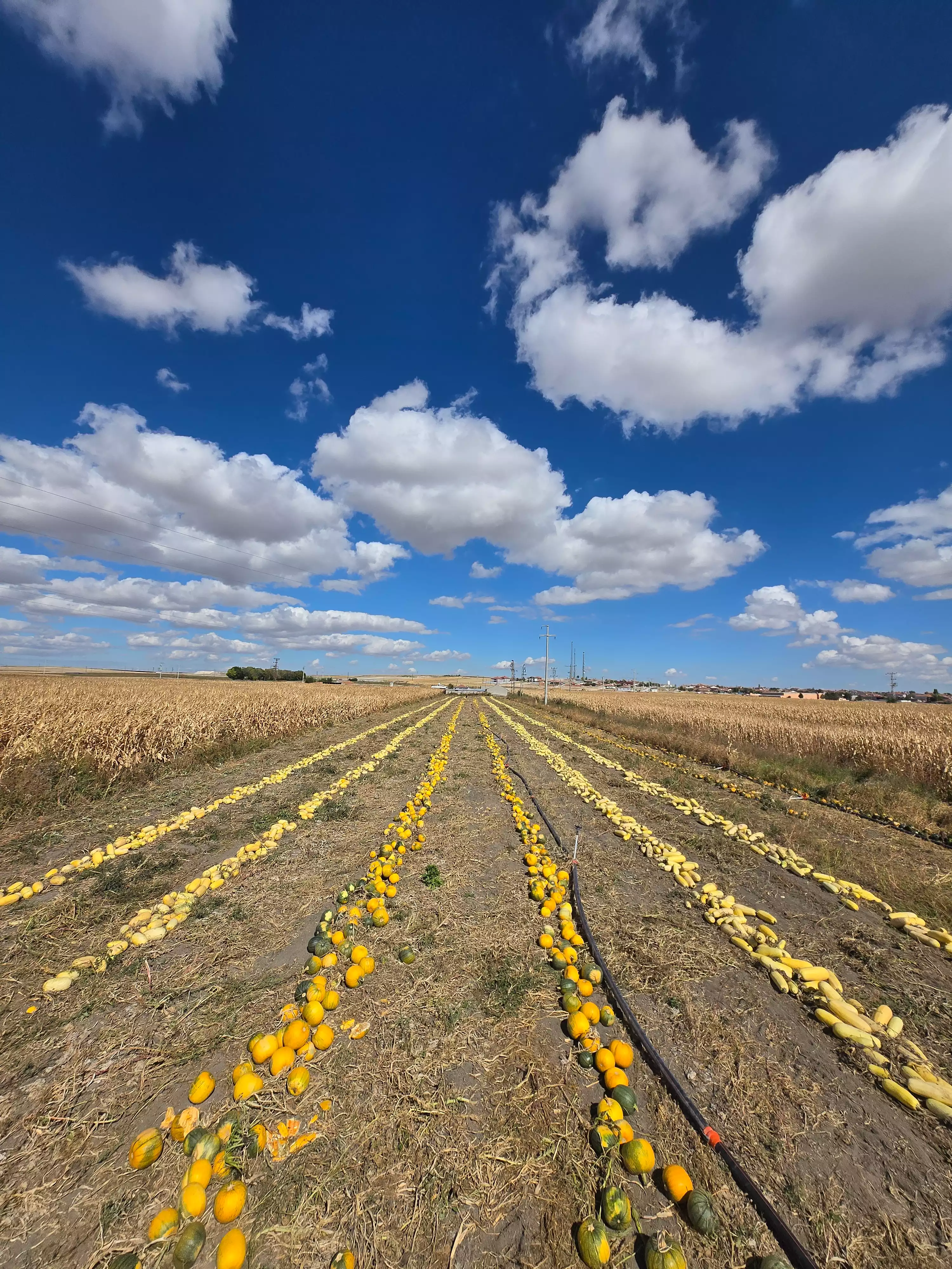 Anadolu Efe saha ekibi ve hasat